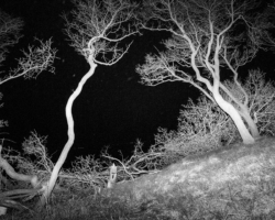 Gabriel Martinez, "Meat Rack",
35mm slide projections, dimensions variable, 2015
