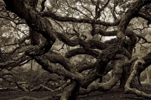 Angel Oak, Johns Island, South Carolina