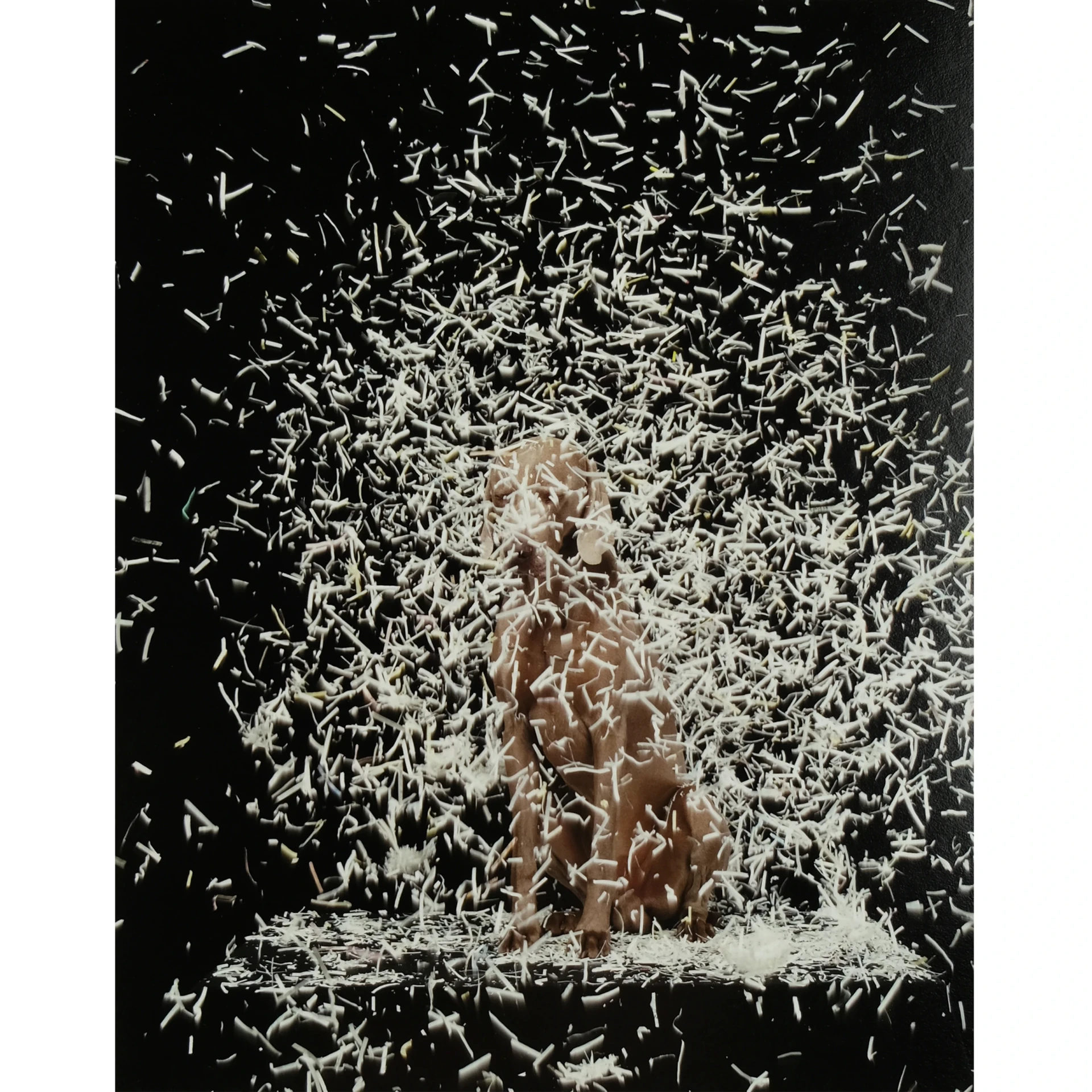 <div>William Wegman</div>